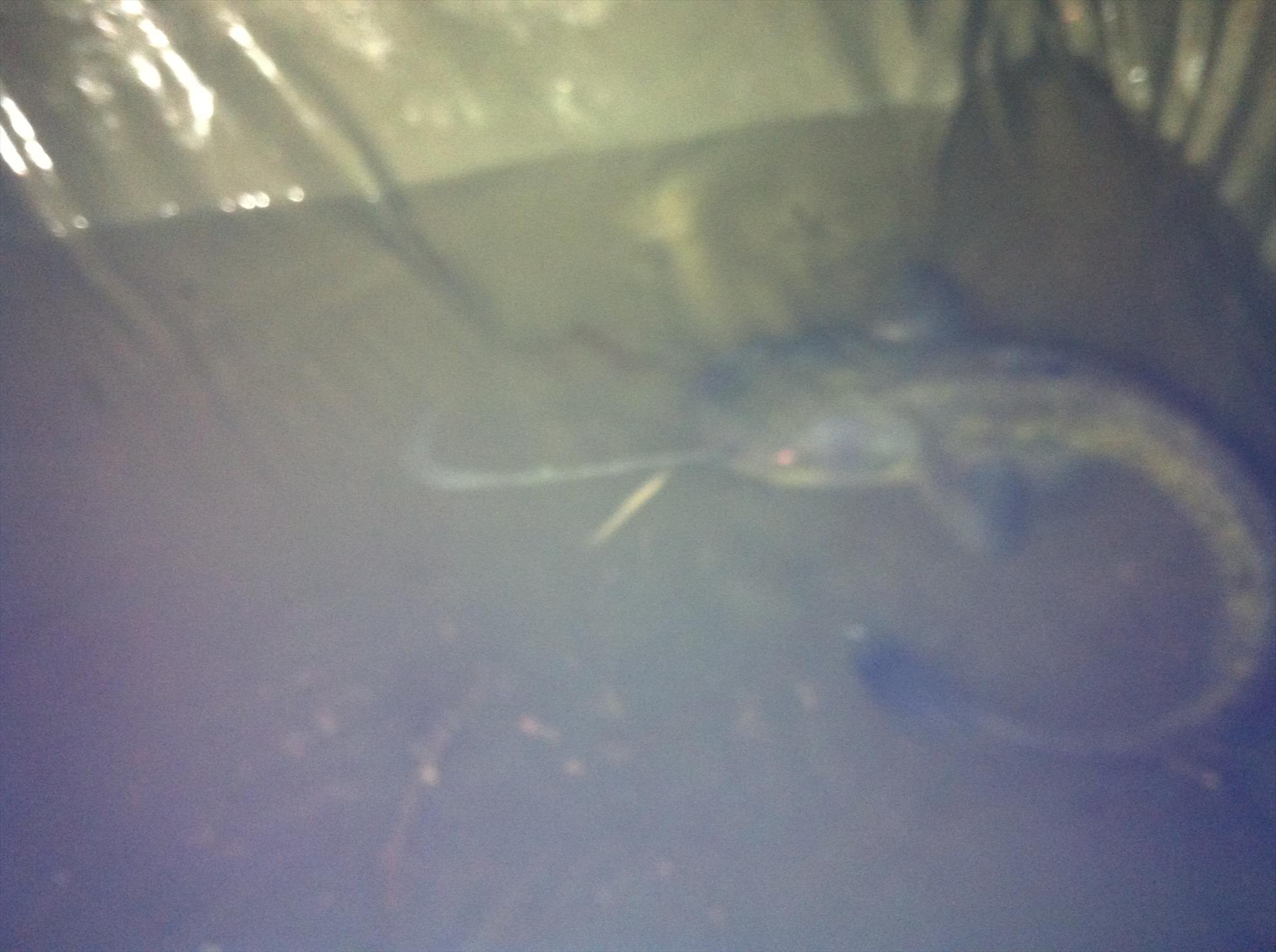 Tancabesti si Moara Vlasiei2 - picture-076.jpg